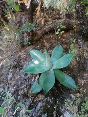 Agave seemanniana