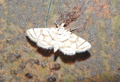 Elophila scitalis