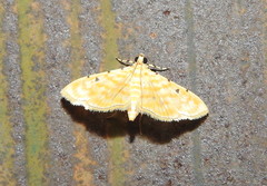 Notarcha