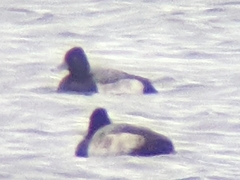 Aythya affinis × collaris