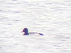 Aythya affinis × collaris