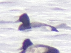 Aythya affinis × collaris