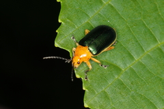 Cacoscelis marginata