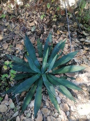 Agave macroacantha