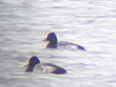 Aythya affinis × collaris