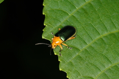 Cacoscelis marginata