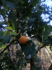 Striatoandricus nievesaldreyi