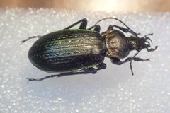 Carabus morbillosus alternans