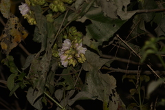 Dombeya spectabilis