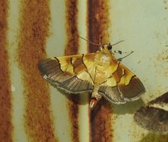 Syngamia latimarginalis