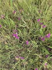 Polygala peduncularis