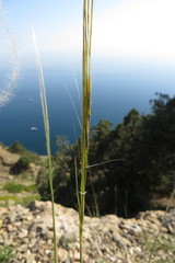 Stipa pontica