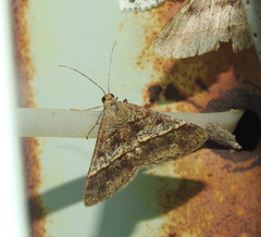 Chiasmia nora