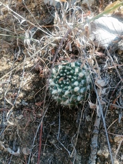 Mammillaria karwinskiana