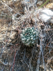 Mammillaria karwinskiana