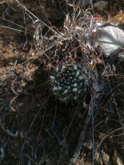 Mammillaria karwinskiana