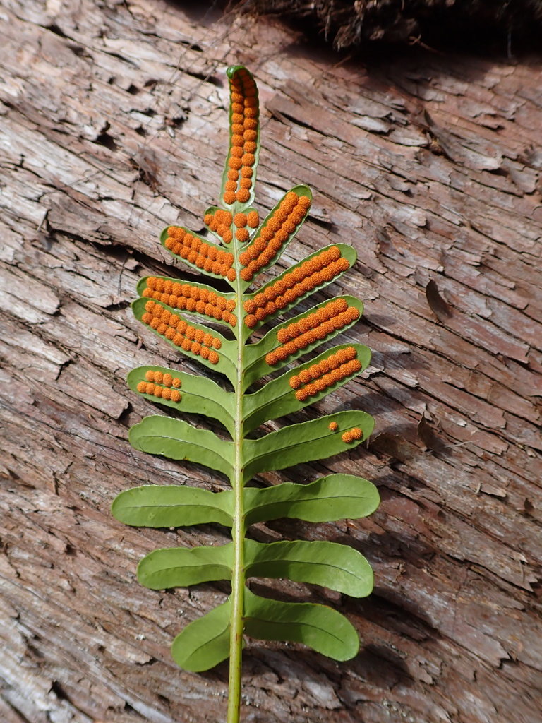 leathery polypody