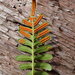 Leathery Polypody - Photo (c) Sadie Hickey, some rights reserved (CC BY-NC), uploaded by Sadie Hickey