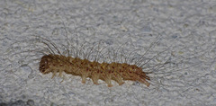 Lycomorpha splendens