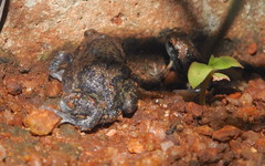 Uperodon systoma