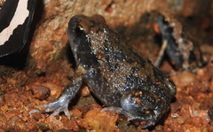 Uperodon systoma