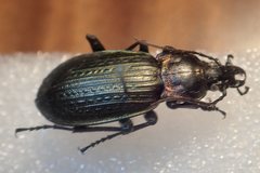 Carabus morbillosus alternans