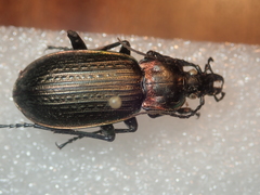 Carabus morbillosus alternans