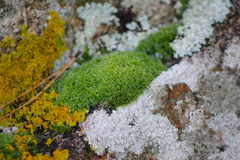 Hymenoloma crispulum