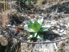 Agave potatorum