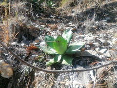 Agave potatorum