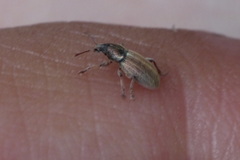 Polydrusus marginatus