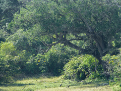 Panthera pardus kotiya