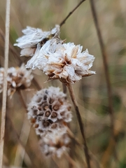 Armeria maritima elongata