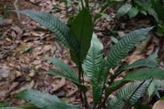 Tectaria singaporiana