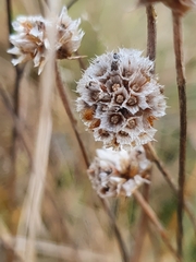 Armeria maritima elongata