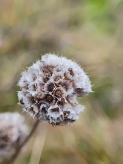 Armeria maritima elongata