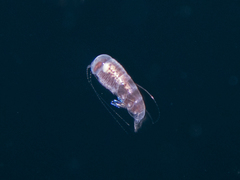 Hyperiidae