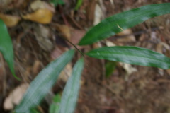 Taenitis blechnoides