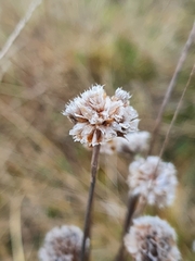 Armeria maritima elongata