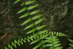 Asplenium longissimum