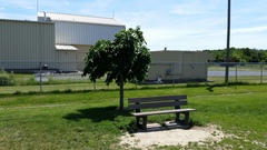 Ulmus glabra camperdownii