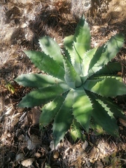 Agave seemanniana