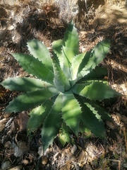Agave seemanniana