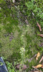 Arabidopsis thaliana