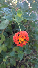 Lantana
