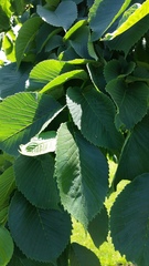 Ulmus glabra camperdownii