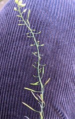 Arabidopsis thaliana