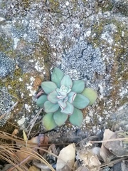 Echeveria nodulosa