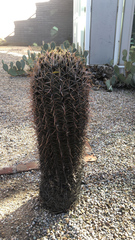 Ferocactus cylindraceus