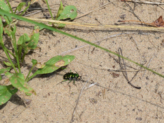 Cicindela patruela